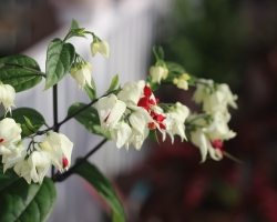 bleeding-hearts_31814962604_o