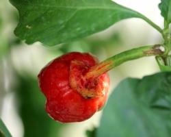 bubblegum-pepper_28401698500_o