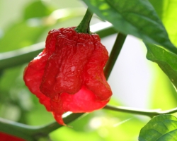 caramel-7-pot-pepper_28444328250_o