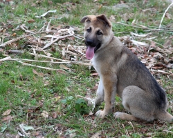 hattie-our-german-shepherd_25741248086_o