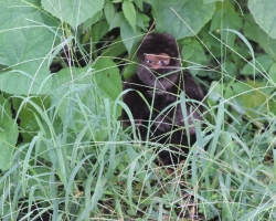 hiding-bigfoot_30664976960_o