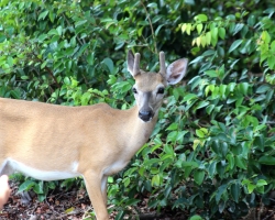key-deer_36274354341_o