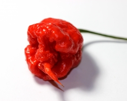 reaper-with-pointy-tail_15769838819_o