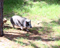 rosco-the-guard-pig_36679990676_o