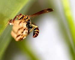 wasp_13096412784_o