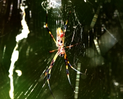 where-is-spiderman_14729800872_o